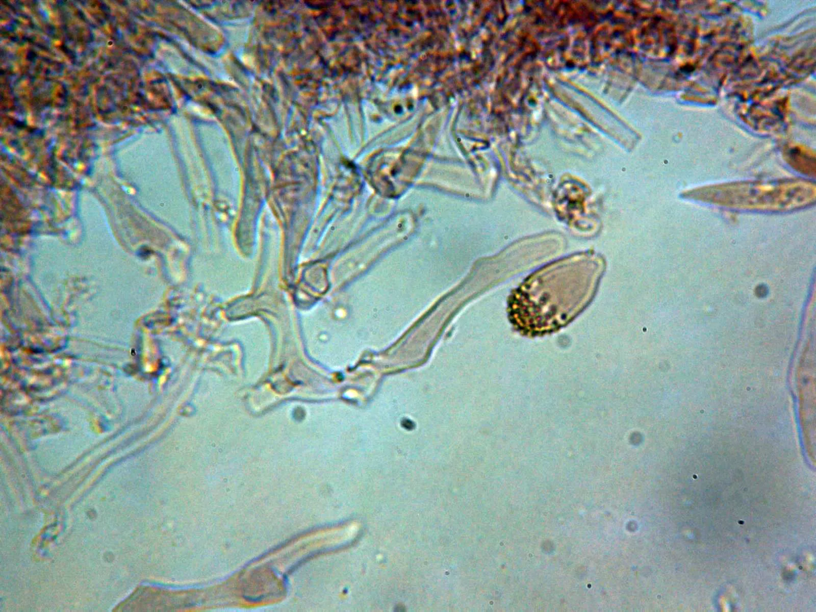 Microscopía de Marasmius buxi - 10 - Cistidio 1
